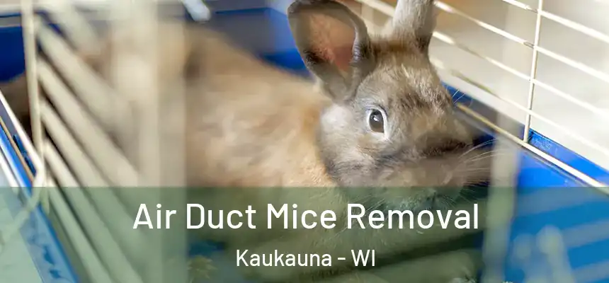  Air Duct Mice Removal Kaukauna - WI
